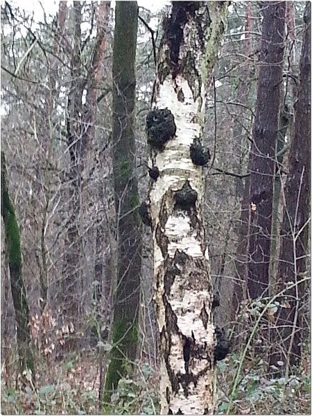 20170318_eule_am_birkenstamm_web_96