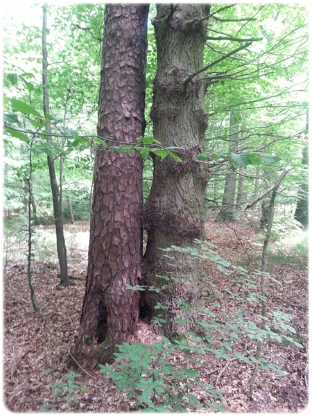 20170523_145102_web_100_H_600_round03